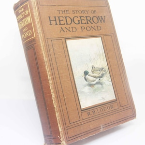 Story of the Hedgerow & Pond Illustrated nature 1900s book Guide Book Vintage nature, watching gift guide UK picture Nature gift ideas