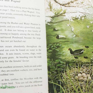 Nature Book Pond life Guide Childrens book  Vintage - Colour plates Vintage Hardback Natural History gift Illustrated childrens picture book