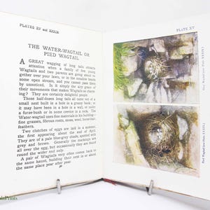 May include: Open book with text and illustrations. The text reads "THE WATER-WAGTAIL OR PIED WAGTAIL". Two illustrations of bird nests are on the right page. The book is open with a metal book stand.