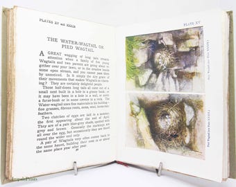 Nests and Eggs, Bird book children antique Guide Book Vintage Science nature Book, Bird watching old study guide UK