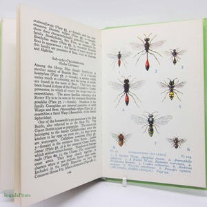 Insects Guide Vintage - Colour plates Vintage Hardback Natural History gift Illustrated