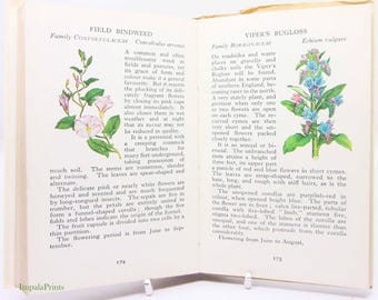 Wild Flowers Illustrated Plants Flower Picture book gifts Flowers guide Old Retro Vintage gifts