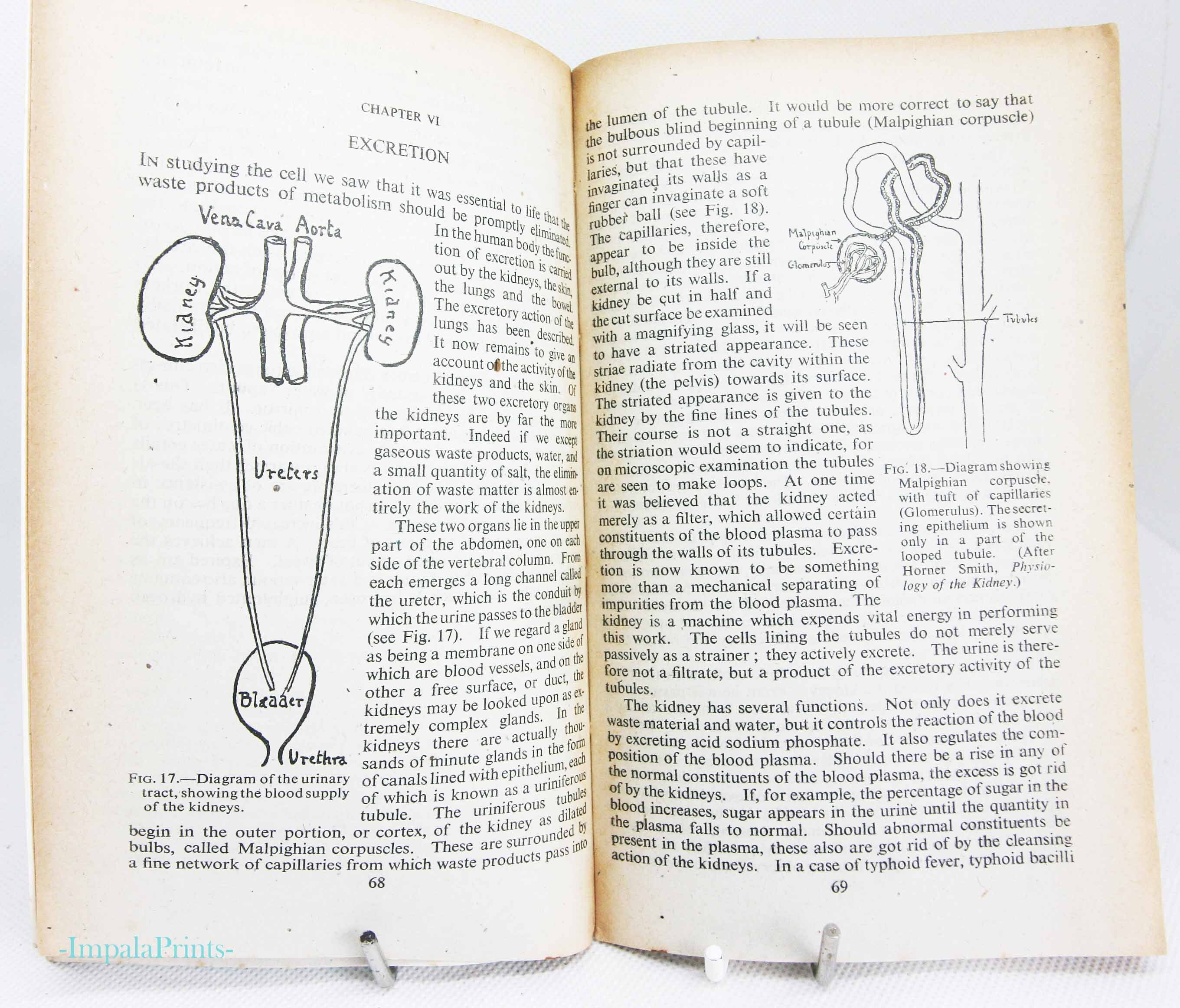 Human Physiology and Vintage 1942 Illustrated Guide to the Old Guide Anatomical Diagrams and ...