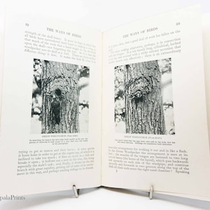 The Way of Birds Arthur Thomson Migratie en gewoonten Jaren &#39;30 vogels spotten, vintage boek met illustraties zakgids ornithologie