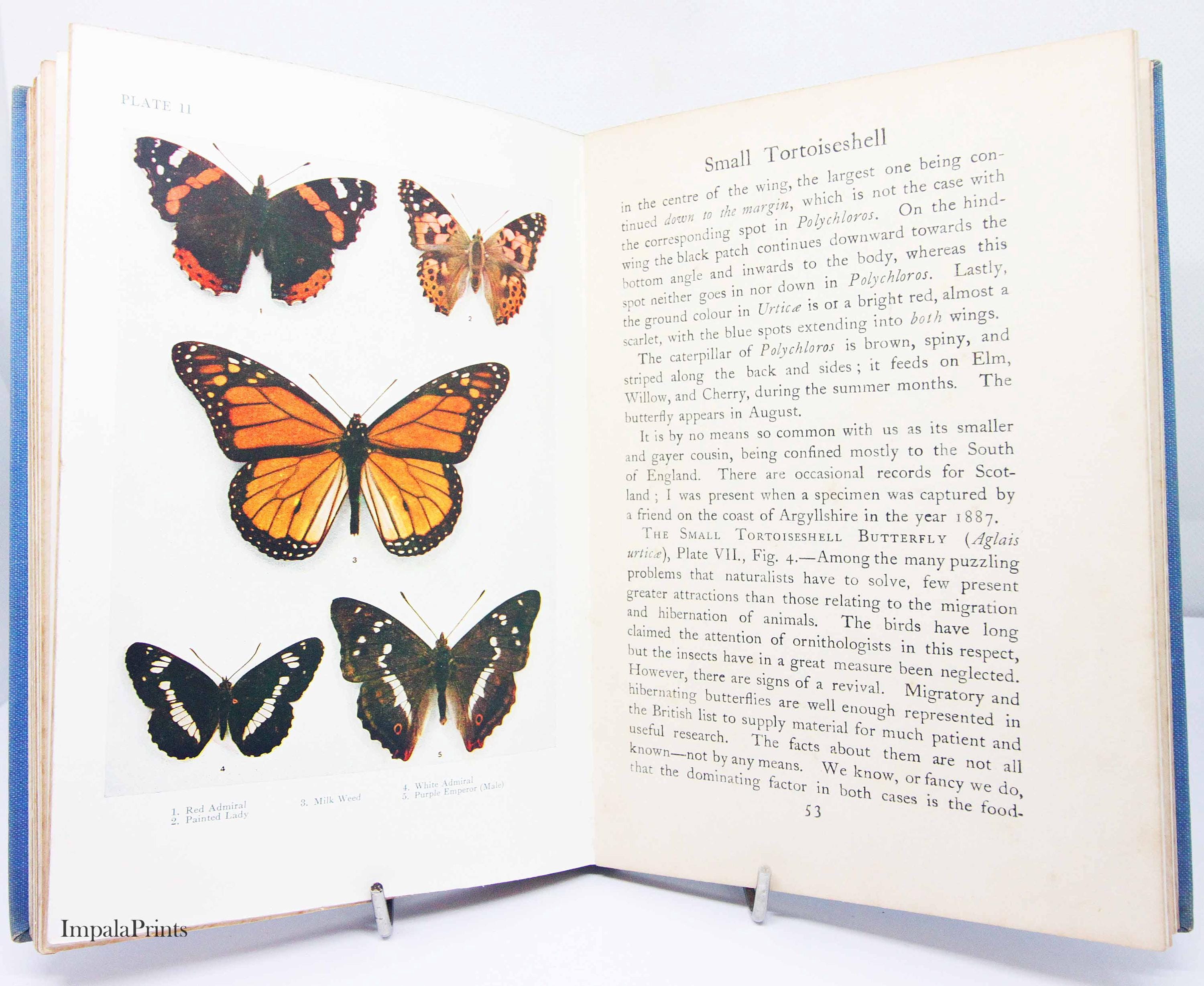 Butterflies Book Illustrated Entomology Vintage Hardback 1948
