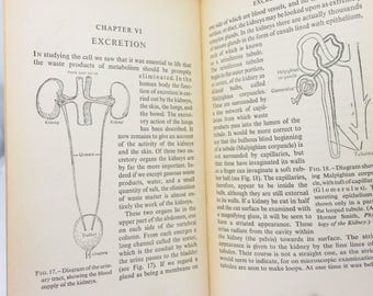 Human Physiology and Vintage 1950s Illustrated guide to the old guide anatomical diagrams and text