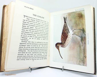 Illustrated Bird book Antique Vintage childrens Ornithology Hardback Nature Antique Science Biology