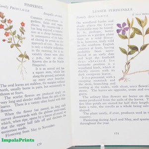 British Wild Flowers 1950s Illustrated Plants Flower Picture book gifts Flowers guide Old Retro Vintage gifts