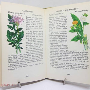 Vintage book Wild Flowers Illustrated Plants Flower Picture book gifts Flowers guide Old Retro Vintage gifts image 9