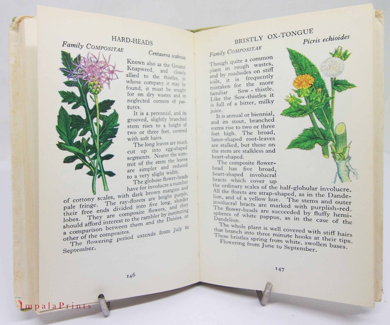 Vintage book Wild Flowers Illustrated Plants Flower Picture book gifts Flowers guide Old Retro Vintage gifts image 9