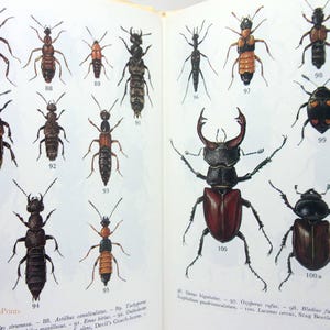 Beatle  Entomology book Insect Science Book zoology TextBook Science Book gift book student biology