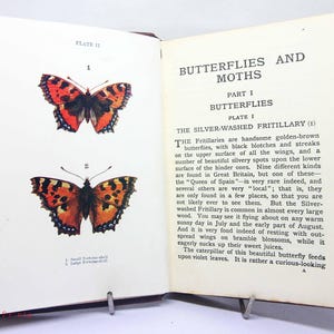 Photo vintage de livre de nature antique de livre de papillon - assiettes en couleur vintage livre cartonné des années 1920 histoire naturelle pour les enfants