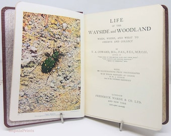 Guide de terrain Life of the Wayside & Woodland Livre livre illustré vintage Fleurs sauvages insectes Guide de botanique