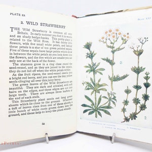 Flower Book Vintage, Attractive colour illustration Gardening Guide Antique vintage books garden gifts