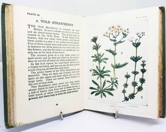 Flower Book antique Vintage, 1920s Attractive colour illustration children's Gardening Guide Antique