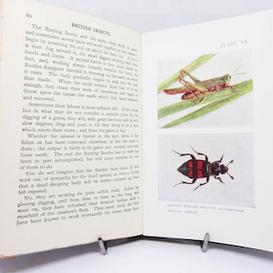 Vintage Entomology illustrated book Insect Life Ants Bees and Wasps Science Book zoology TextBook Science Book gift book student biology