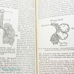Human Physiology and Vintage 1950s Illustrated guide to the old guide anatomical diagrams and text