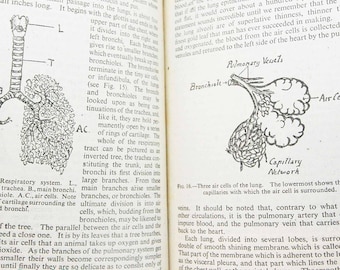 Human Physiology and Vintage 1950s Illustrated guide to the old guide anatomical diagrams and text