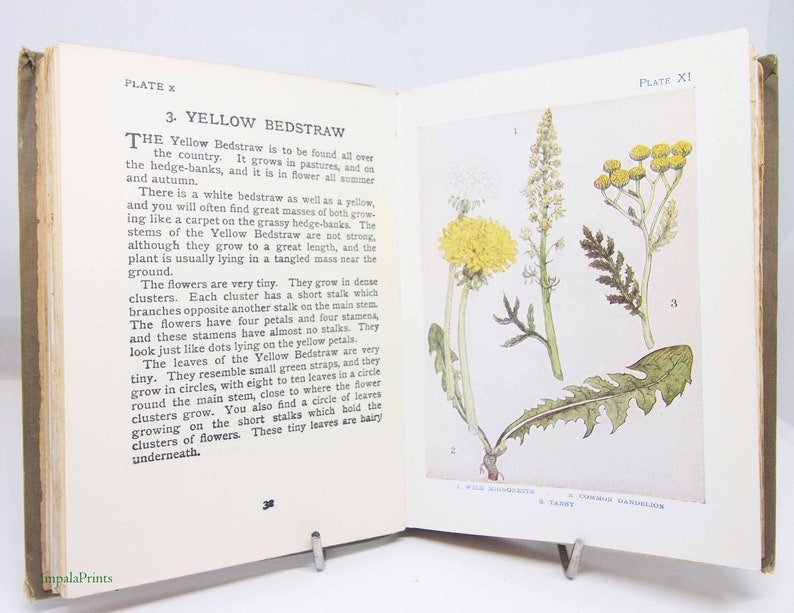 Flower Book antique Vintage, 1910s Attractive colour illustration children's Gardening Guide Antique image 3