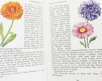 Vintage Garden Flowers Illustrated Plants 60s Flower Picture book Flowers guide Old Retro