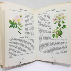 Vintage book Wild Flowers Illustrated Plants Flower Picture book gifts Flowers guide Old Retro Vintage gifts image 7