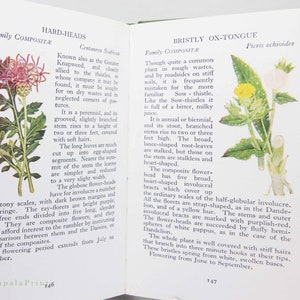 Vintage book Wild Flowers Illustrated Plants Flower Picture book gifts Flowers guide Old Retro Vintage gifts image 3