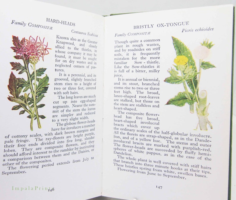 Vintage book Wild Flowers Illustrated Plants Flower Picture book gifts Flowers guide Old Retro Vintage gifts image 3