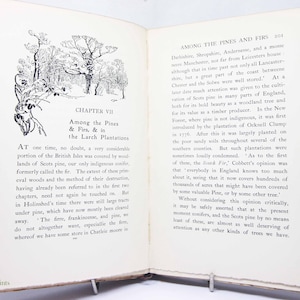 Las i tereny leśne 1900 Antyczny przewodnik przyrodniczy Zabytkowy, rzadki Atrakcyjna ilustracja Przewodnik przyrodniczy Dzikie zwierzęta