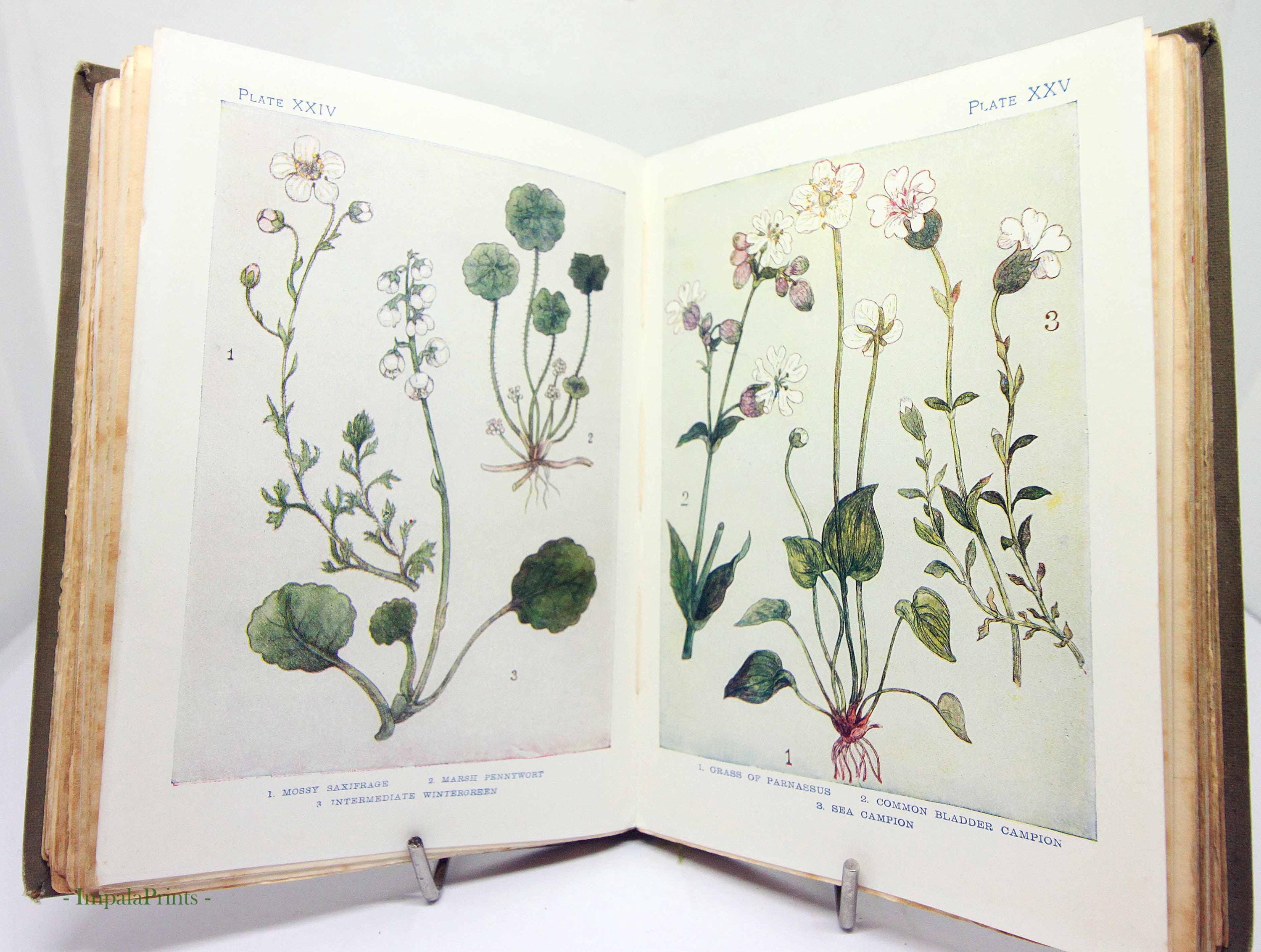 Antique Flower Book Illustrated Attractive Colour Illustration