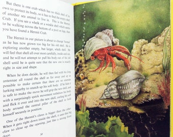 The Seashore Childrens book Vintage Illustrated biology Plants Flower Picture book animal guide Old Retro