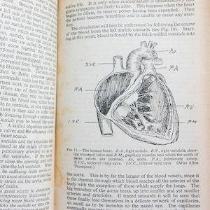 Human Physiology and Vintage 1942 Illustrated guide to the old guide anatomical diagrams and text