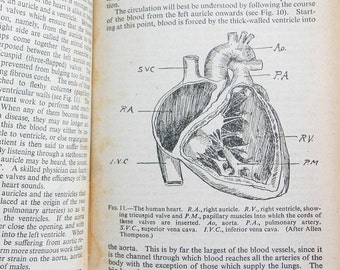 Human Physiology and Vintage 1942 Illustrated guide to the old guide anatomical diagrams and text
