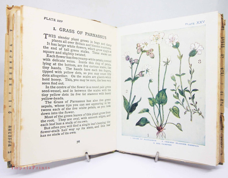 Flower Book antique Vintage, 1910s Attractive colour illustration children's Gardening Guide Antique image 6