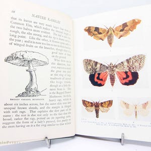 Rambles in Nature – 1944 Antique Natural History Book | Vintage Illustrated Hardback | Collectible Nature & Wildlife Gift