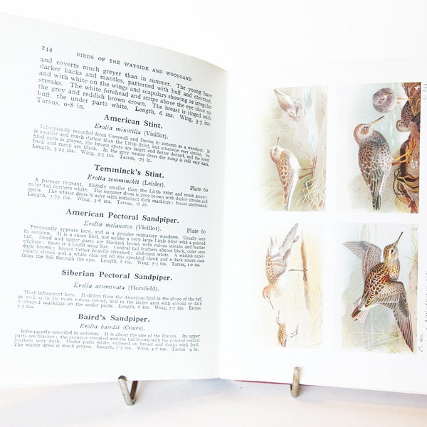 Birds of the British Isles Wayside and Woodland 1936 Vogel Spotting, Vintage Buch mit Farbillustrationen Ornithologie Taschenführer