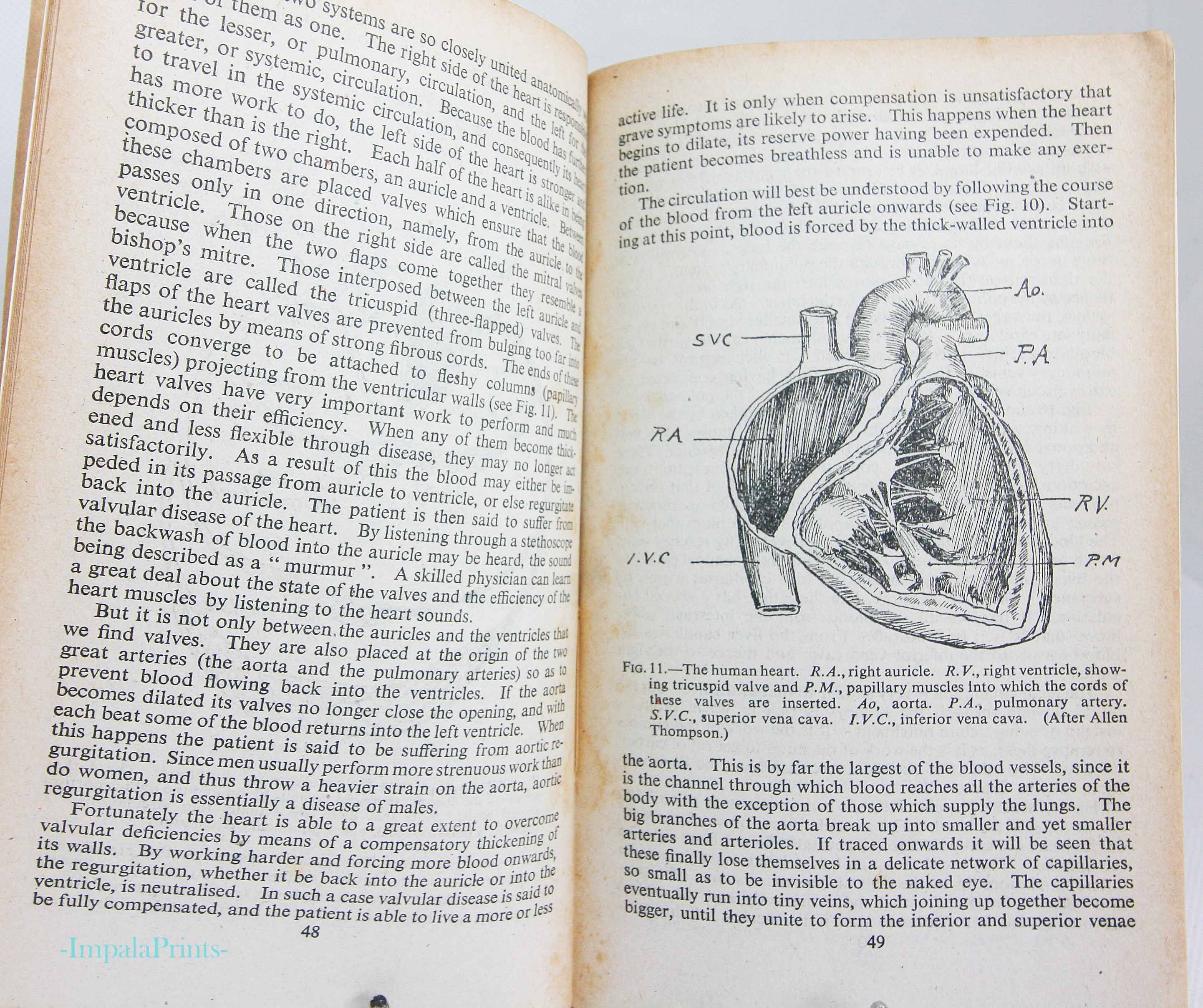 Human Physiology and Vintage 1942 Illustrated Guide to the Old Guide Anatomical Diagrams and ...