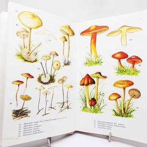 Mushroom & Toadstools - Colour plates Vintage Hardback old Natural History illustrated gift