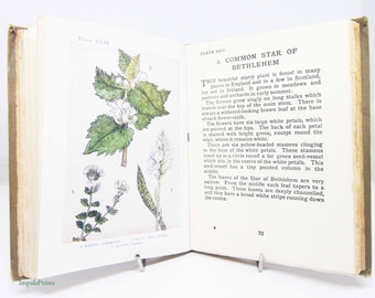 Flower Book antique Vintage, 1910s Attractive colour illustration children's Gardening Guide Antique