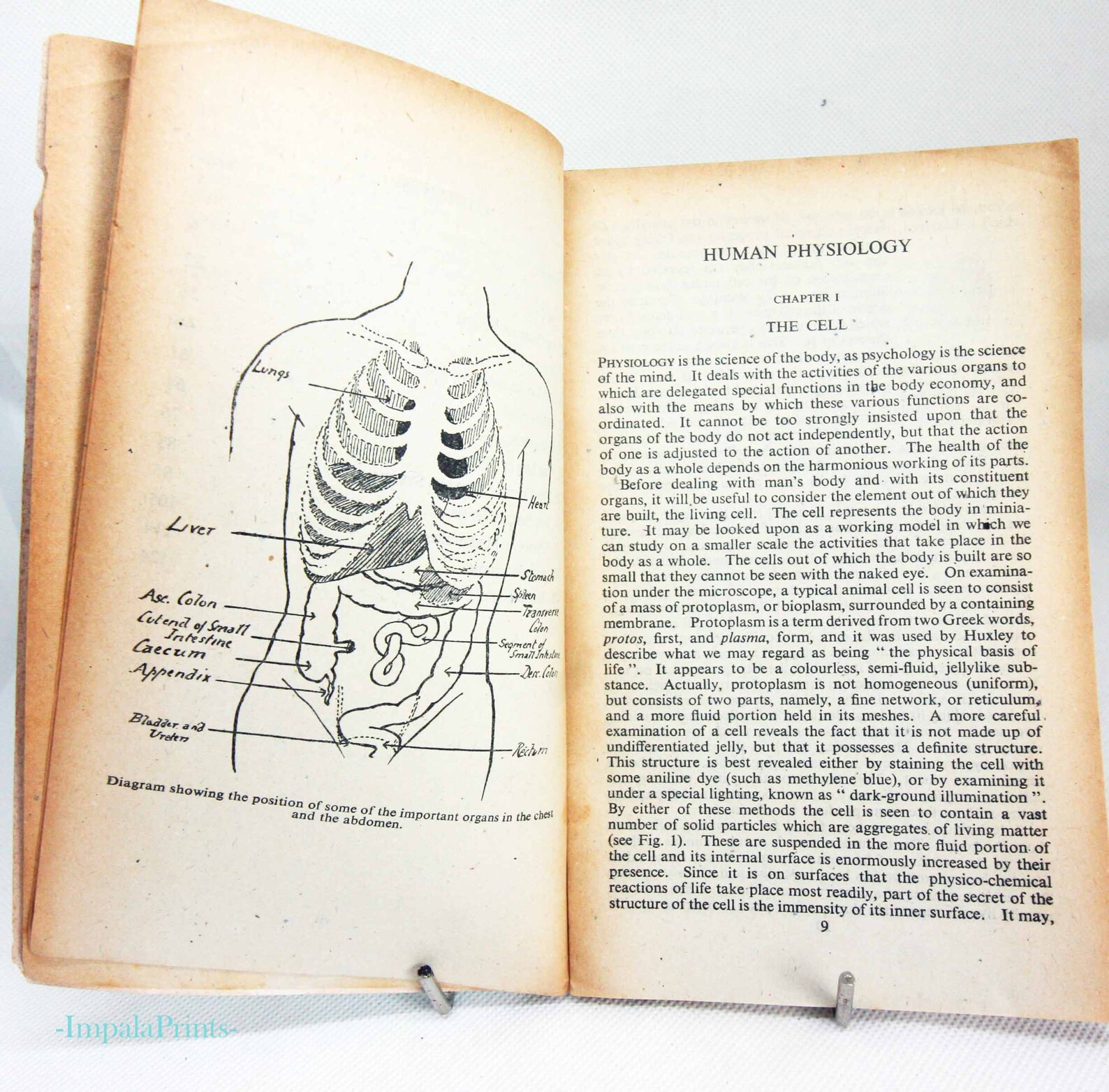 Human Physiology and Vintage 1942 Illustrated Guide to the Old Guide Anatomical Diagrams and ...
