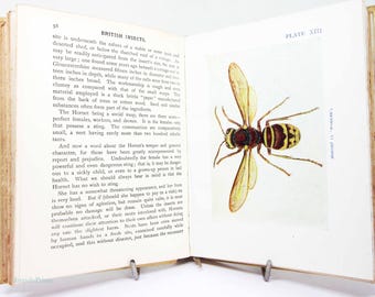 Puede incluir: Un libro antiguo abierto titulado British Insects, Plate XIII, que presenta una ilustración en color detallada de una avispa obrera. La página izquierda contiene texto impreso que describe al insecto, mientras la derecha muestra la imagen.