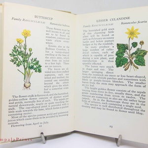 Vintage book Wild Flowers Illustrated Plants Flower Picture book gifts Flowers guide Old Retro Vintage gifts image 5