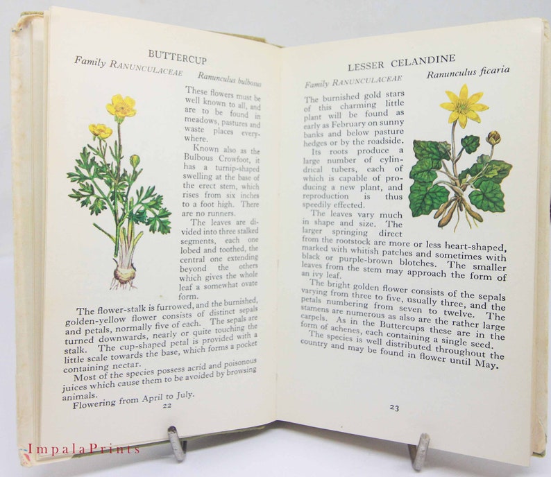 Vintage book Wild Flowers Illustrated Plants Flower Picture book gifts Flowers guide Old Retro Vintage gifts image 5