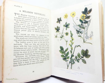 Flower Book antique Vintage, 1910s Attractive colour illustration children's Gardening Guide Antique