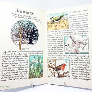 Nature Study book 1950 Young Naturalists illustrated antique book children&#39;s study book Nature Book Illustrated Nature