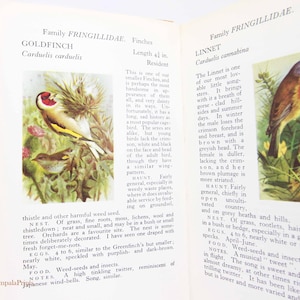 Birdwatching Guide 1950 Book Vintage Nature Hardback Ornithology Bird book gift stylish science