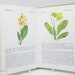 see more listings in the Flower & Natural History section