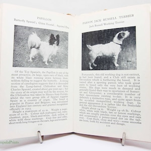 May include: Two pages from a book about dog breeds. The left page features a black and white Papillon dog with long, flowing fur. The right page features a Parson Jack Russell Terrier, a white dog with black markings. The text on the left page describes the Papillon as a "Butterfly Spaniel" and the text on the right page describes the Parson Jack Russell Terrier as a "Jack Russell Working Terrier".