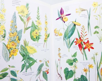Book of Wild flowers Illustrated Guide Flower Picture book guide Vintage Garden Vintage books