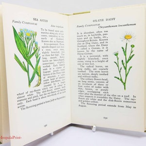 Vintage book Wild Flowers Illustrated Plants Flower Picture book gifts Flowers guide Old Retro Vintage gifts image 2