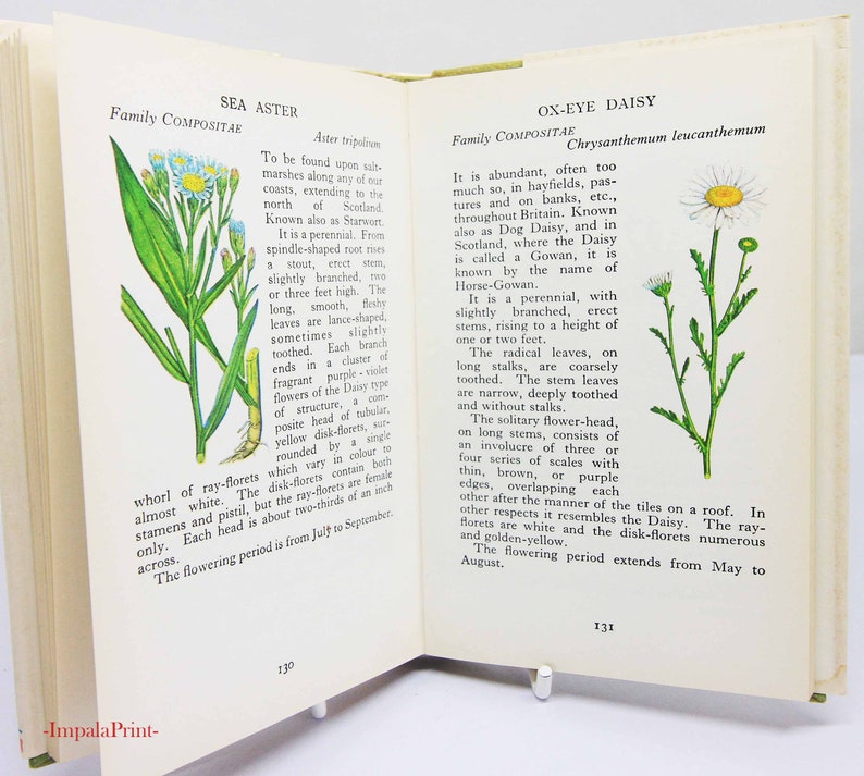 Vintage book Wild Flowers Illustrated Plants Flower Picture book gifts Flowers guide Old Retro Vintage gifts image 2